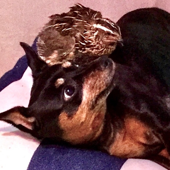 Meet your Posher, BLUE BIRD🌟 - Picture 4 of 10